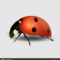 Blank Ladybug Template | Vector Close Up Realistic Ladybug Throughout Blank Ladybug Template