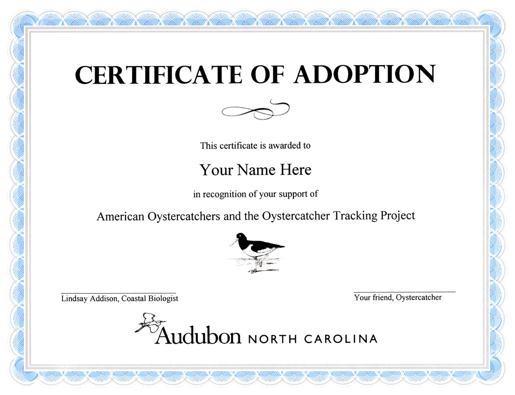 Child Adoption Certificate Template | Sample Resume For In Blank Adoption Certificate Template