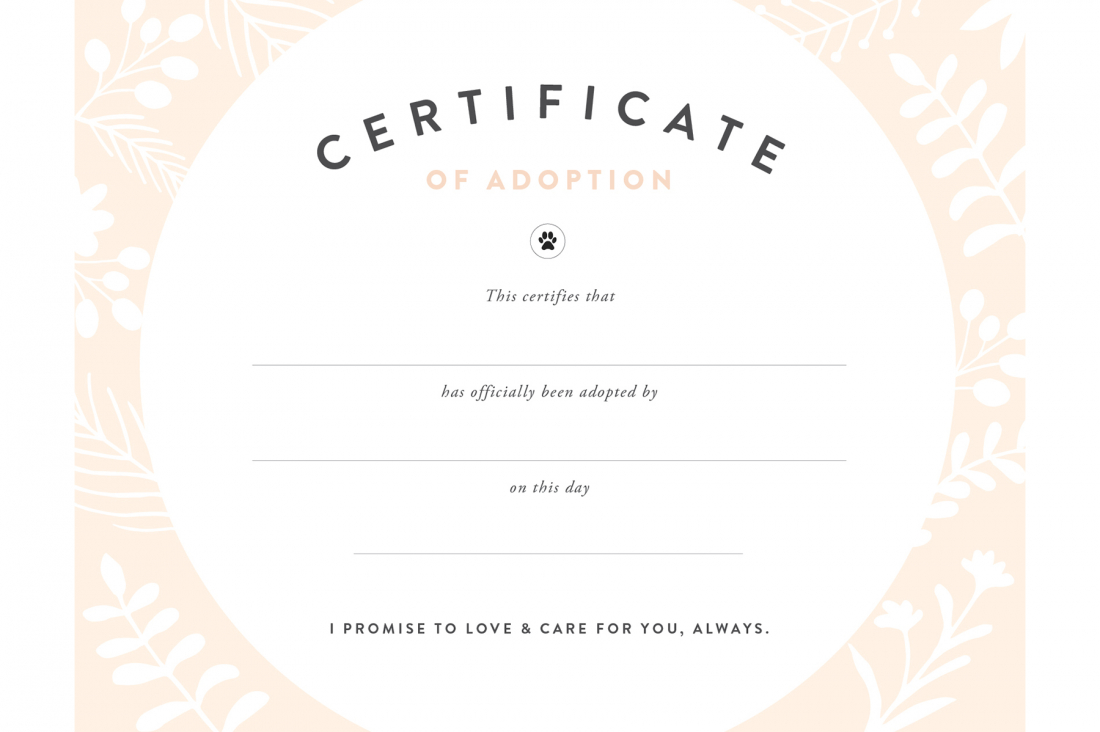 Pretty Fluffy For Pet Adoption Certificate Template